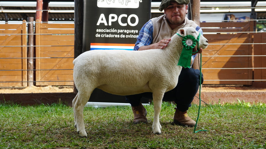 Lote Texel Expo Internacional 2022 - Lote 16