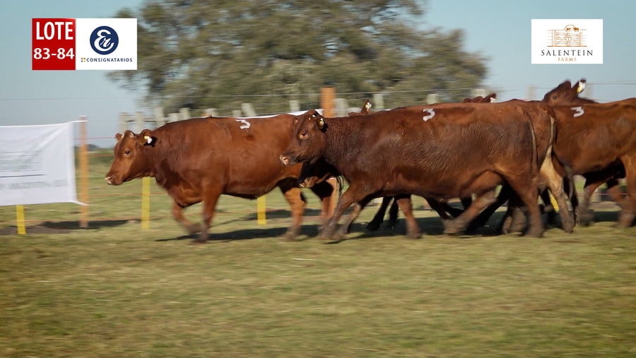 Lote LOTE 83/84 - VACAS BRAFORD GENERALES NUEVAS (S`15,16,17) PREÑADAS SERVICIO NATURAL