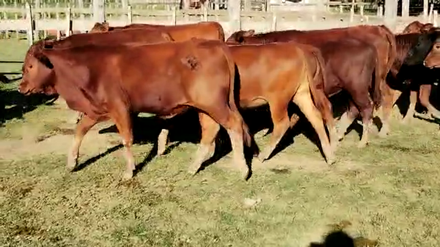 Lote 46 Terneros/as en Quimilí, Santiago del Estero