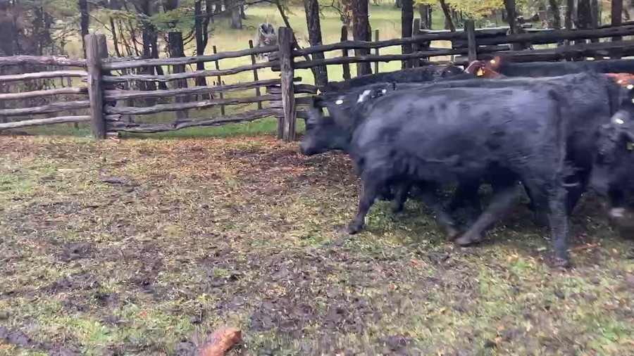 Lote 28 Ternera en Coyhaique, XI Región Aysén