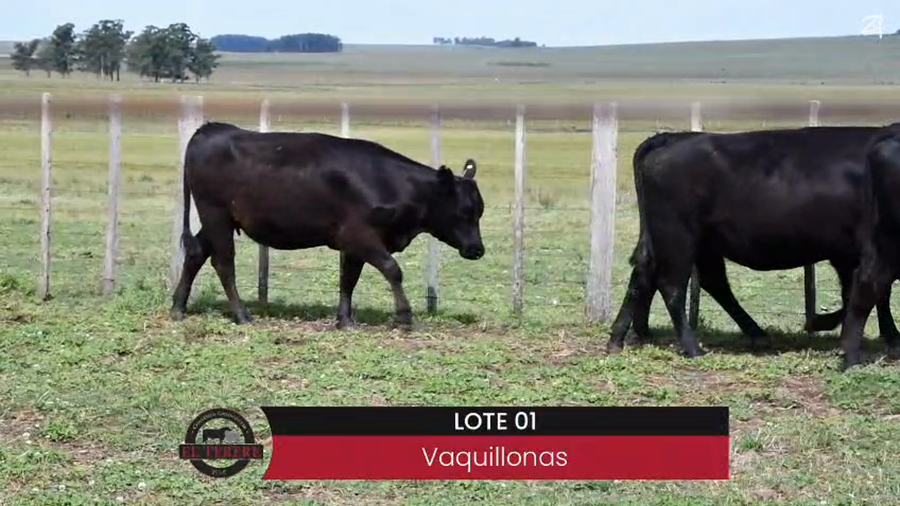 Lote VAQUILLONAS