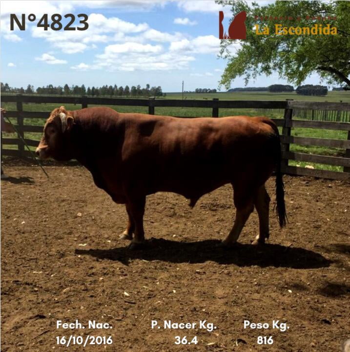 Lote Venta particular de Toros Limousin