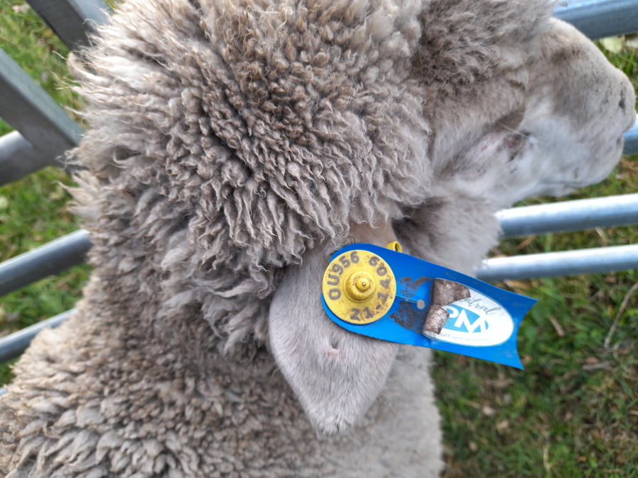 Lote Carnero TOP, 21-1409