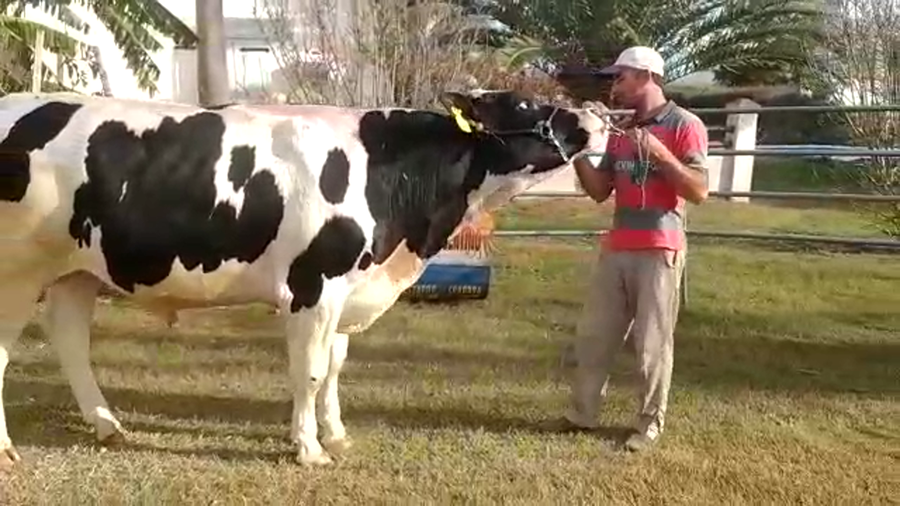 Lote Oscar Giuliano - Toro Benny