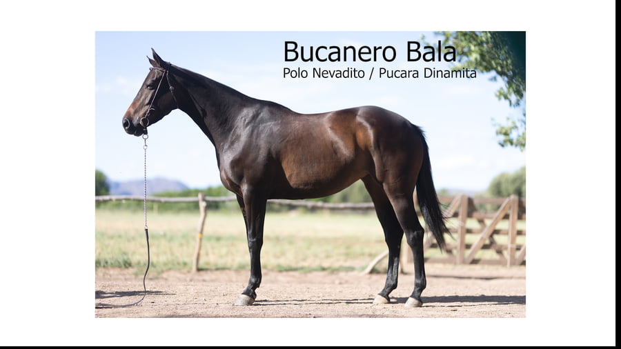 Lote BUCANERO BALA(POLO NEVADITO-PUCARÁ DINAMITA)