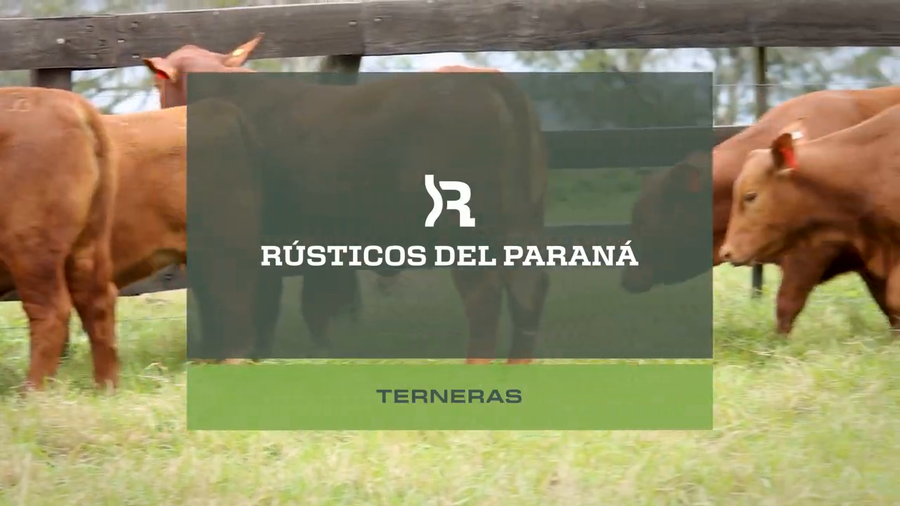 Lote TERNERAS