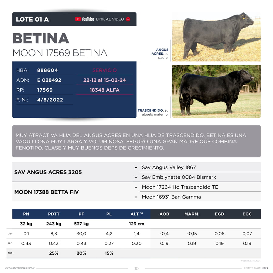 Lote VAQUILLONAS ELITE