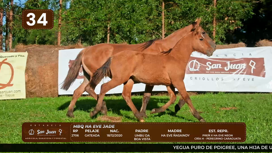 Lote LOTE 34