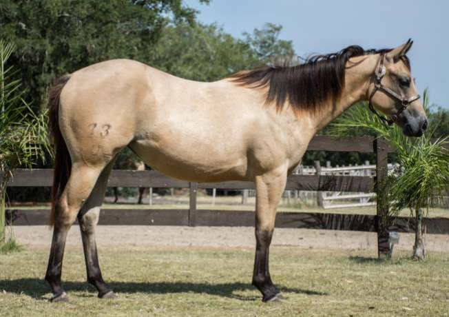 Lote L.A HOLLYWOOD STYLE