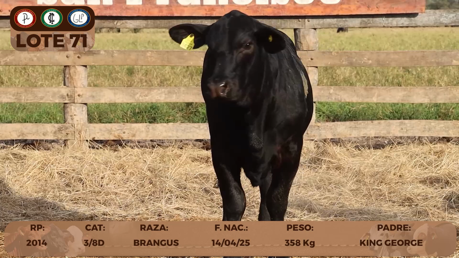 Lote LOTE 71