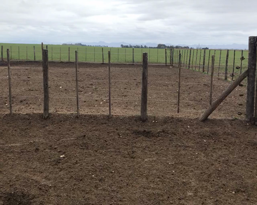 Lote 17 Terneras en Coronel Suarez, Buenos Aires