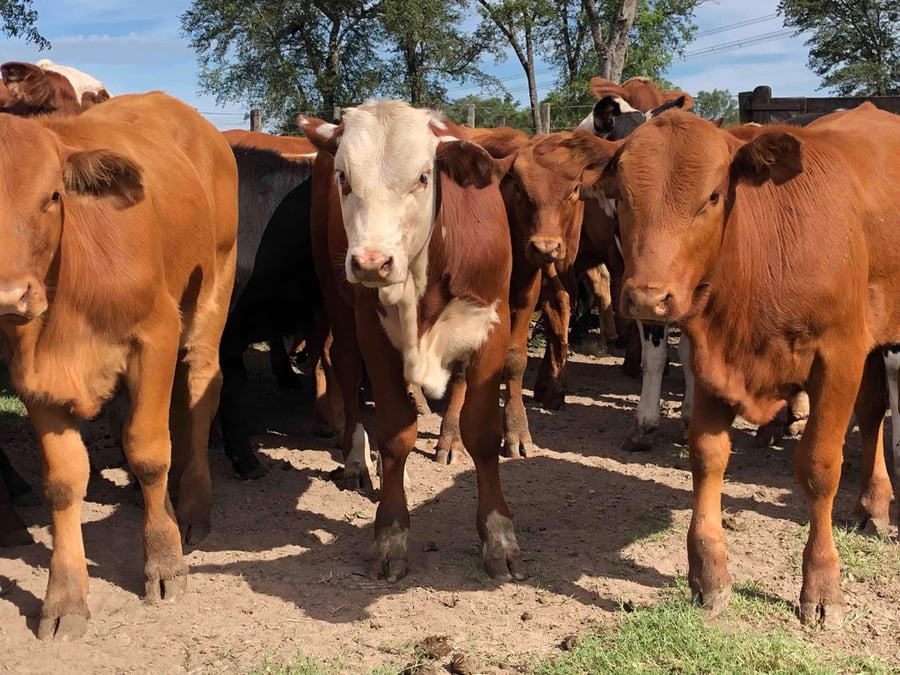 Lote 110 Terneros/as en Pto. Eva Perón, Chaco