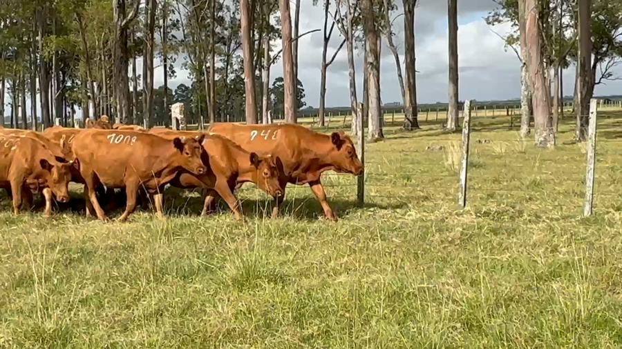 Lote 19 Vaquillonas PI en Camino del Mensajero, Treinta y Tres