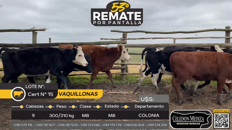 Lote 9 Vaquillonas  en Paso Morlán, Colonia