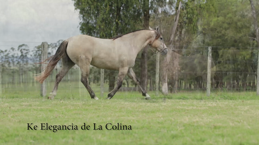 Lote KE ELEGANCIA DE LA COLINA R.P 216