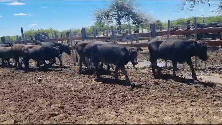 Lote 45 Novillitos en Victoria, Entre Ríos