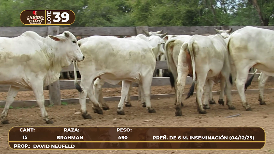 Lote Lote 39
