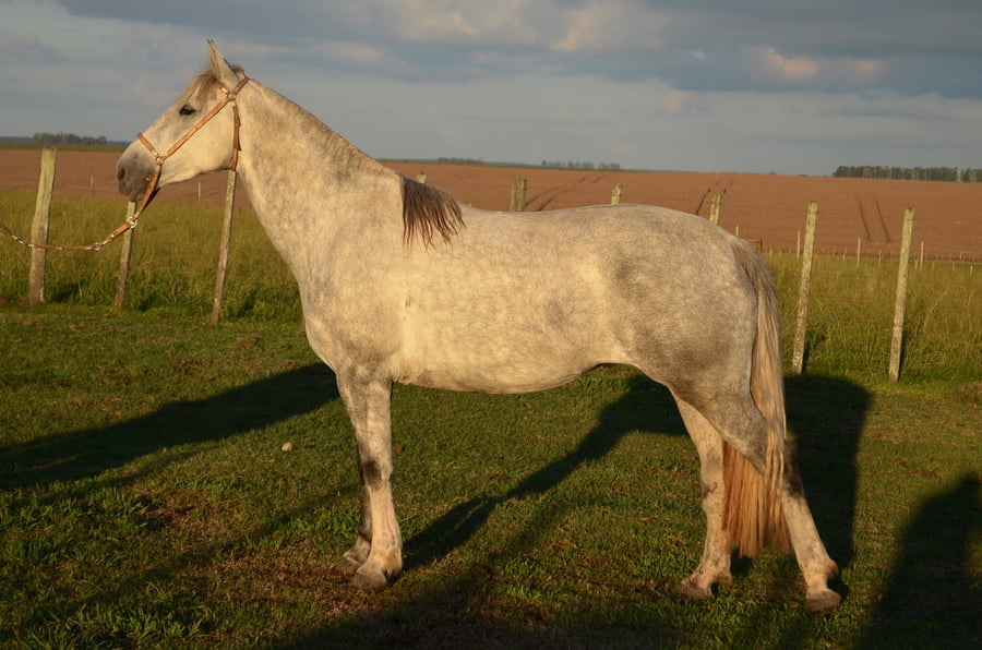 Lote CUENTERA DE ZAMORA 29