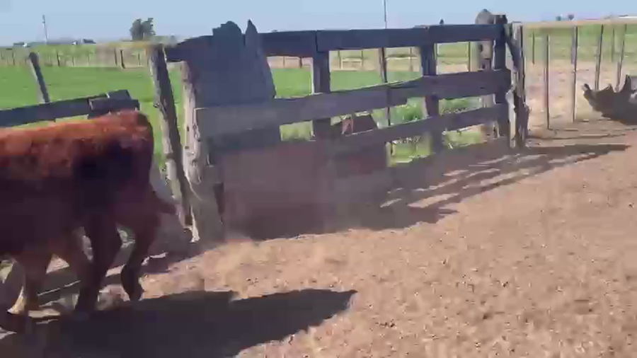 Lote 60 Terneros EN PEHUAJO