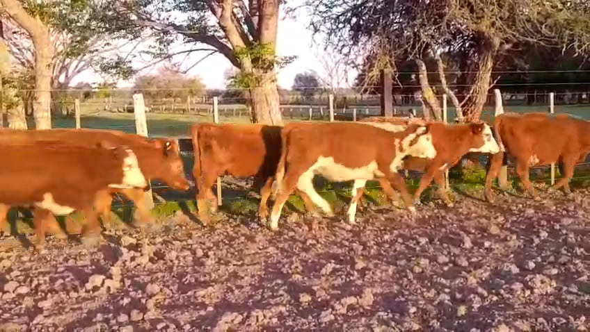 Lote 70 Terneras