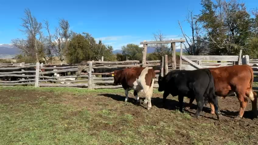 Lote 27 Novillo Engorda en XI Región Aysén, Coyhaique