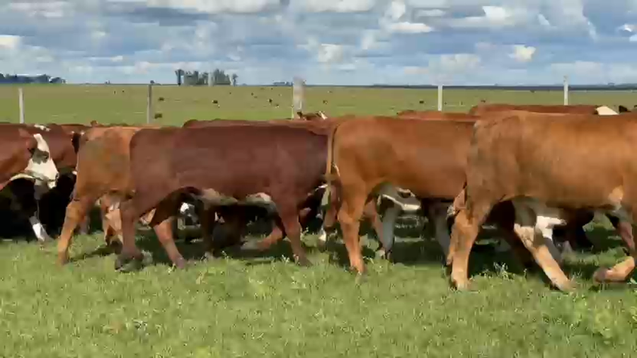 Lote 300 Terneros