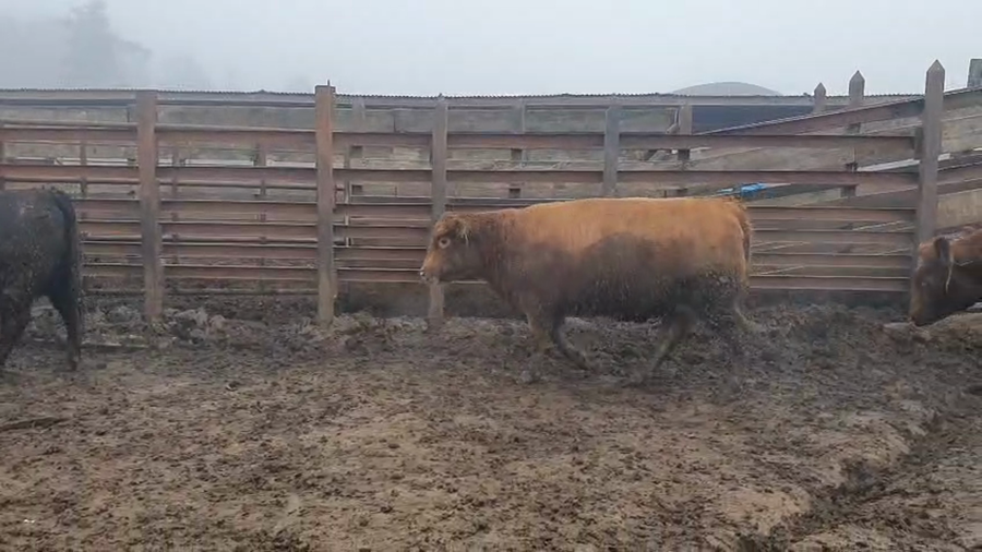Lote 20 Vaquilla Gorda en Los Ángeles, VIII Región Biobío