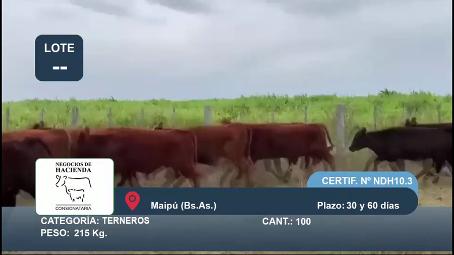 Lote 64 Terneros en Buenos Aires, Maipú