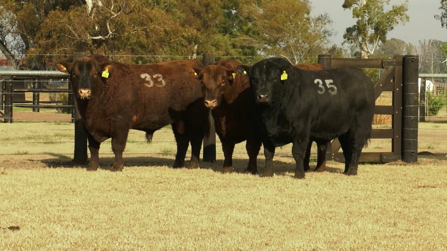 Lote TOROS ANGUS PUROS CONTROLADOS