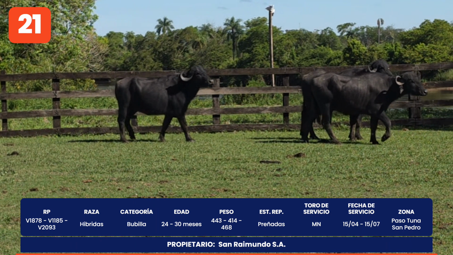 Lote LOTE 21