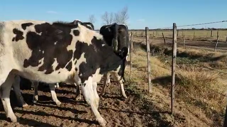 Lote Est. Don Osvaldo - Vaq. Preñadas