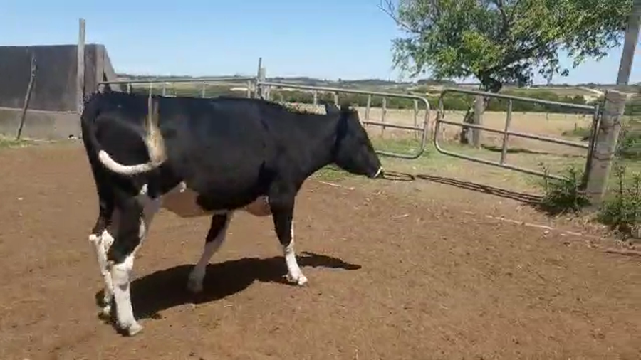 Lote 1 Vaquillona Holando Preñada