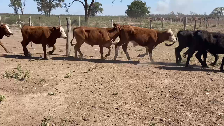 Lote 180 Terneros en Bandera, Santiago del Estero