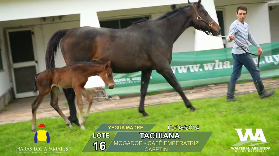 Lote TACUIANA