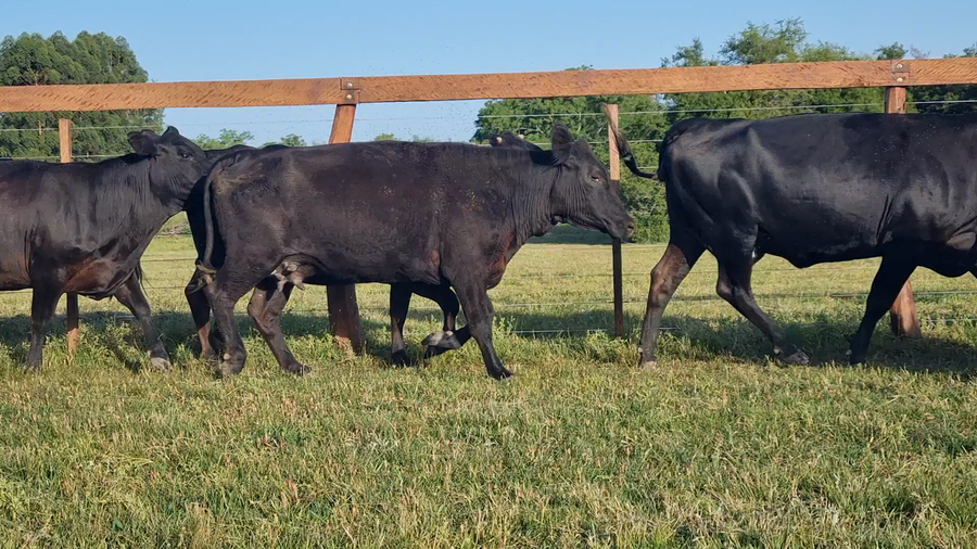 Lote 42 Vacas con Cría