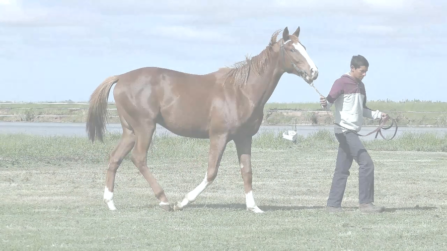 Lote DANIEL'S WINNER (DANIEL BOONE -  WINNER GIRL)
