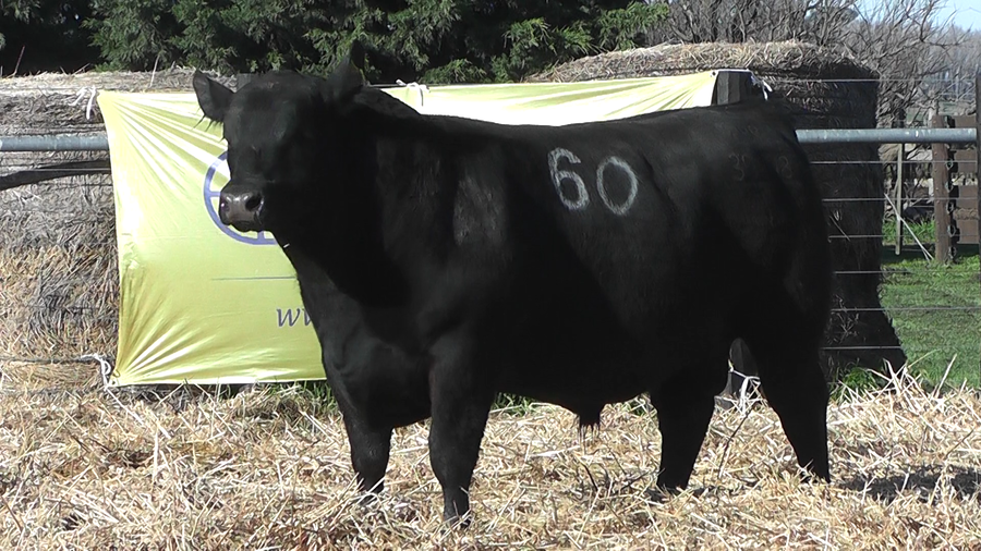 Lote TOROS ANGUS PURO CONTROLADO