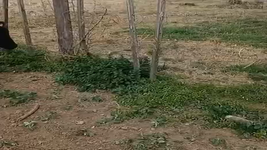 Lote 10 Terneros Holando Argentino en Ñanducita, Santa Fe