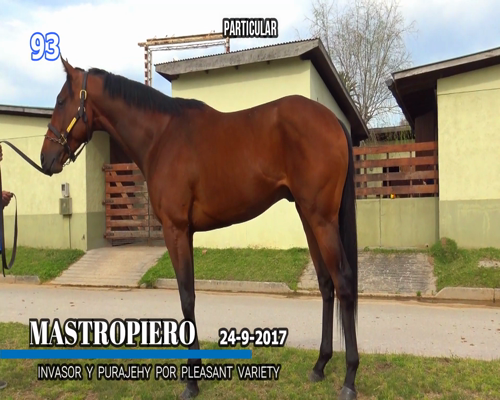 Lote MASTROPIERO
