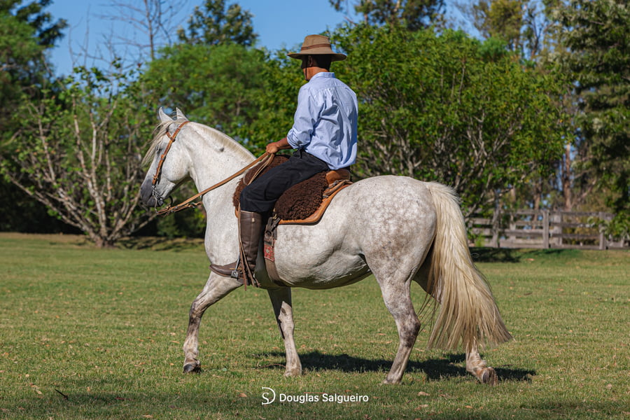 Lote GALOPERA DE LA COLINA