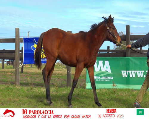 Lote PAROLACCIA