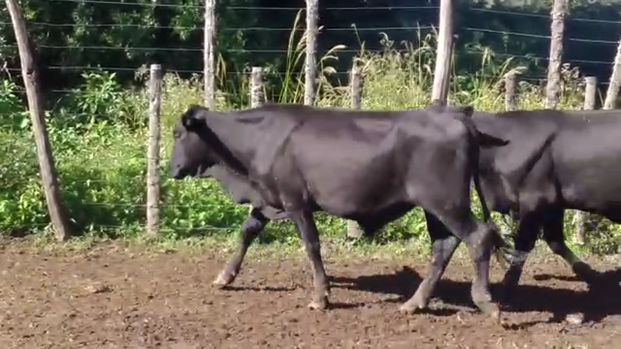 Lote 150 Novillos en Pirané, Formosa