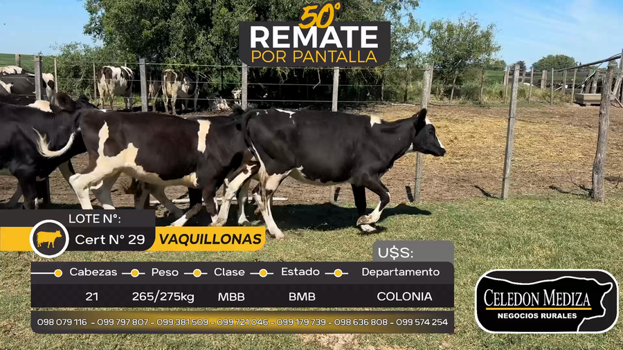 Lote 21 Vaquillonas  en Estanzuela, Colonia