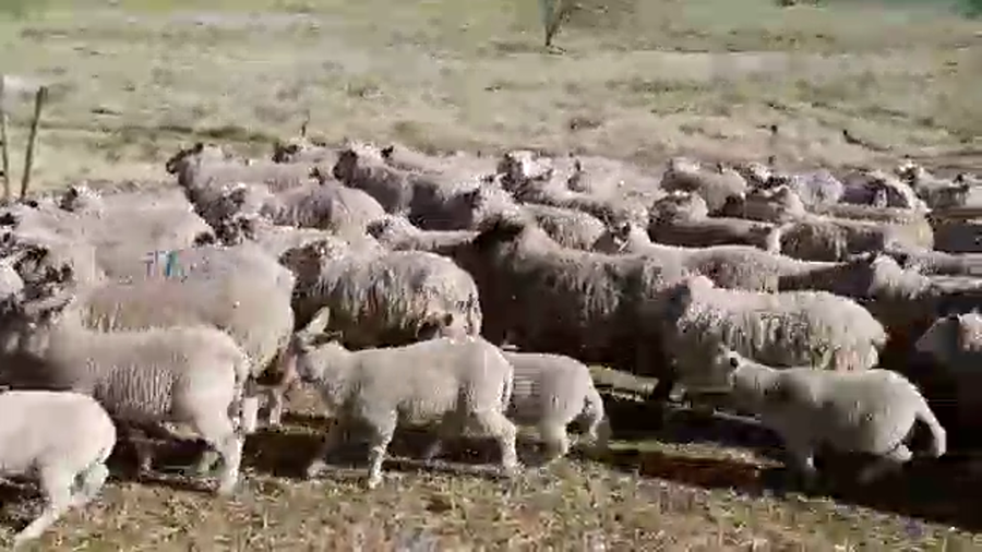 Lote (Vendido)86 Ovejas piezas de cría TEXEL/ CARA MORA a remate en PANTALLA FEDERICO GARLAND en COLONIA SUIZA