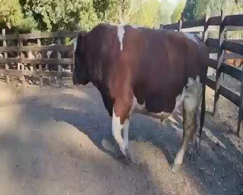 Lote 1 Toro en Quillón, XVI Región Ñuble