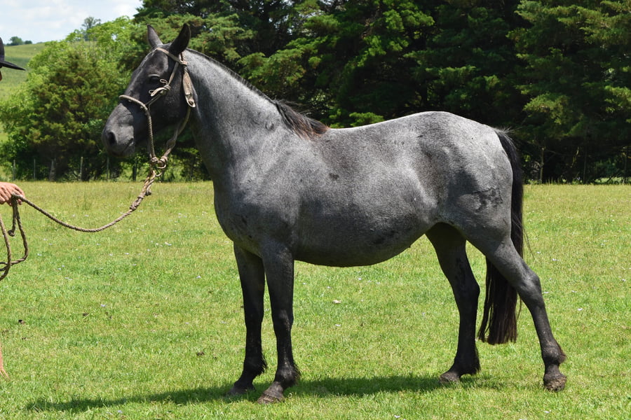 Lote RP 188 - RAFAGA DEL BURUCUYA