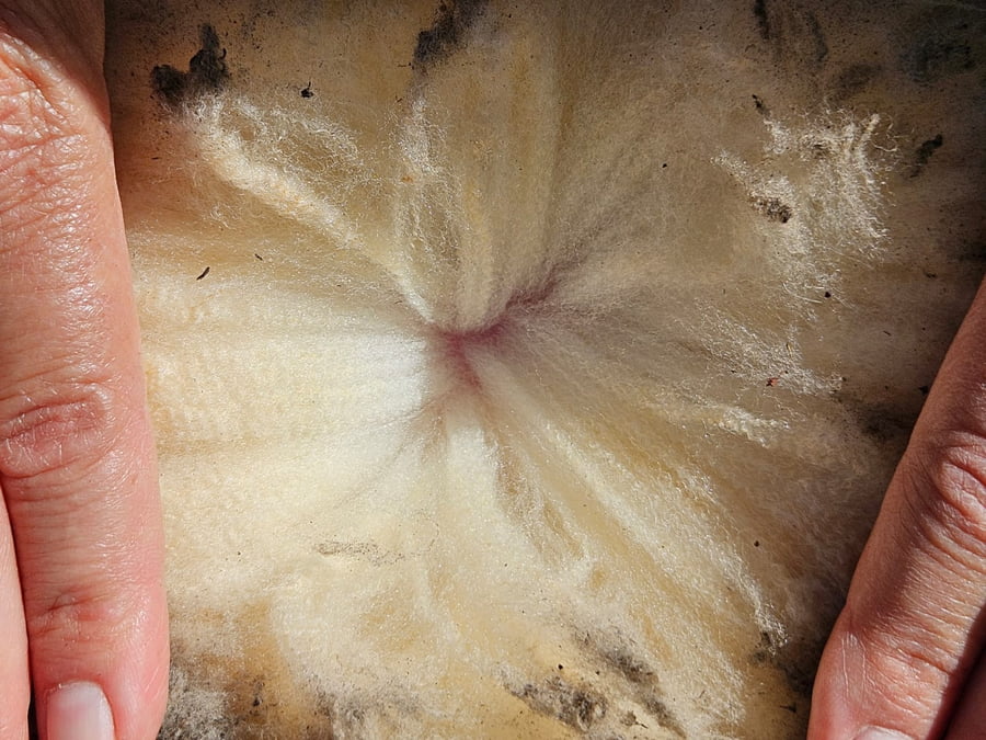 Lote Carneros a remate en Subasta Online - Nambi Guasu, Lavalleja