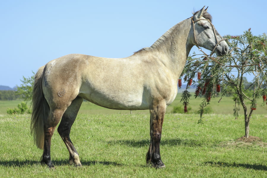 Lote CAPRICHOSA DE LOS CARDOS