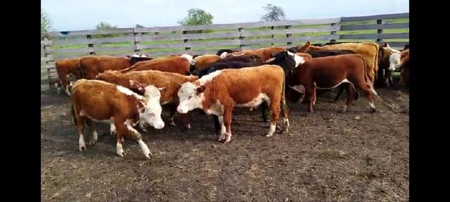 Lote 45 Terneros/as en Entre Ríos, Concepción del Uruguay
