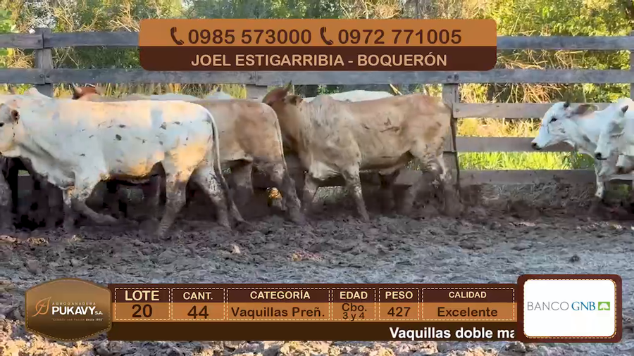 Lote Vaquillas Preñadas